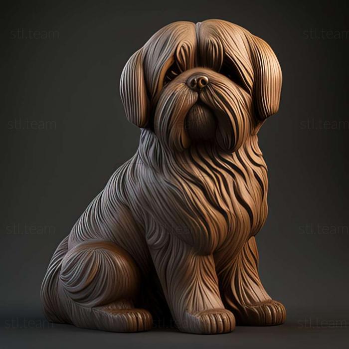 Lhasa APSO dog